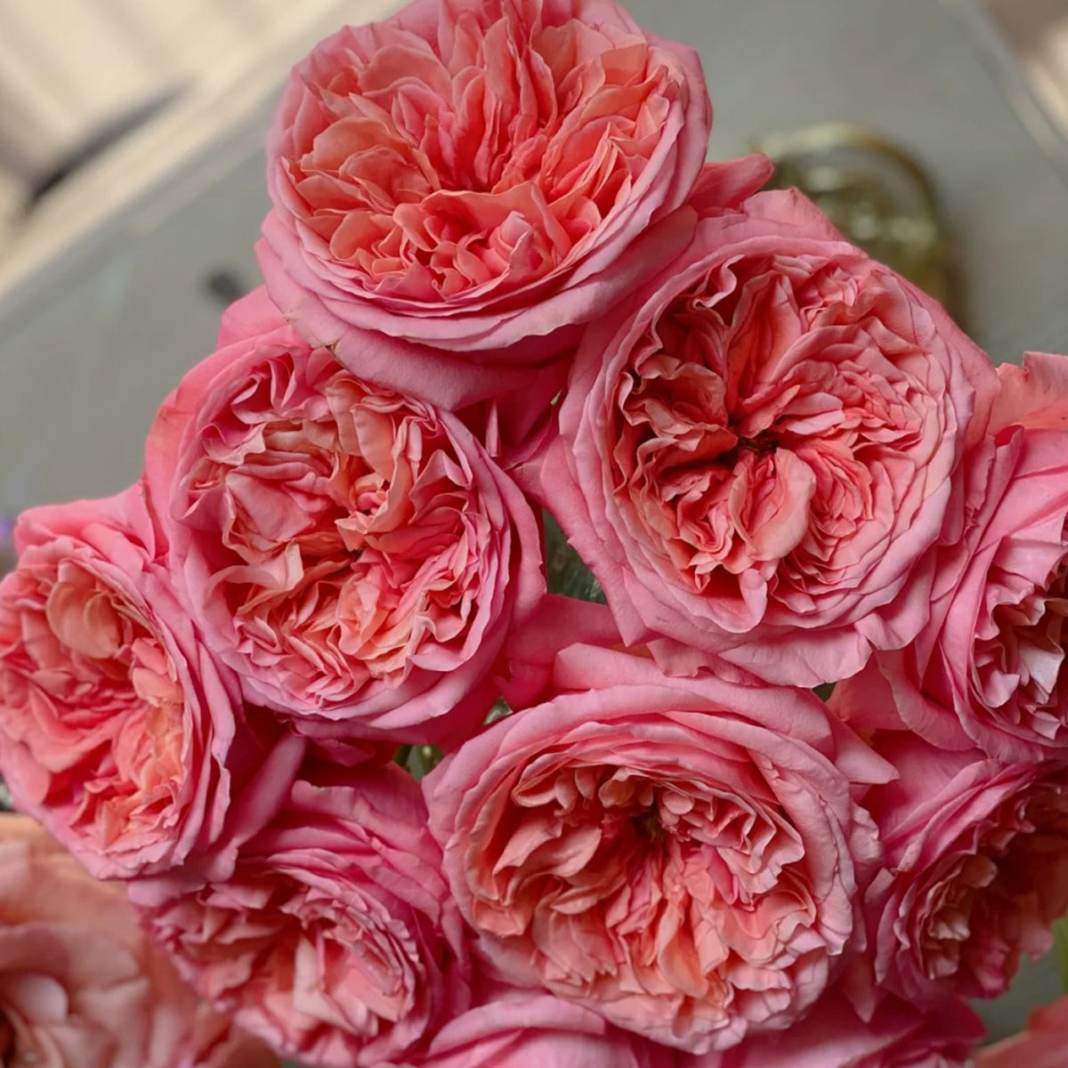 Pink X-pression Dutch Florist Shrub Rose – Highgarden Roses