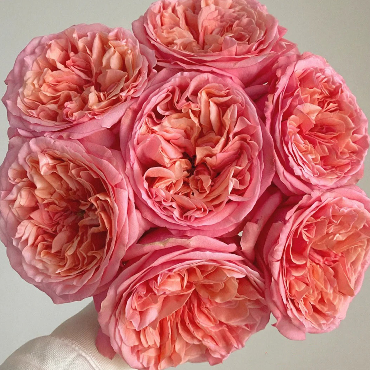 Pink X-pression Dutch Florist Shrub Rose – Highgarden Roses