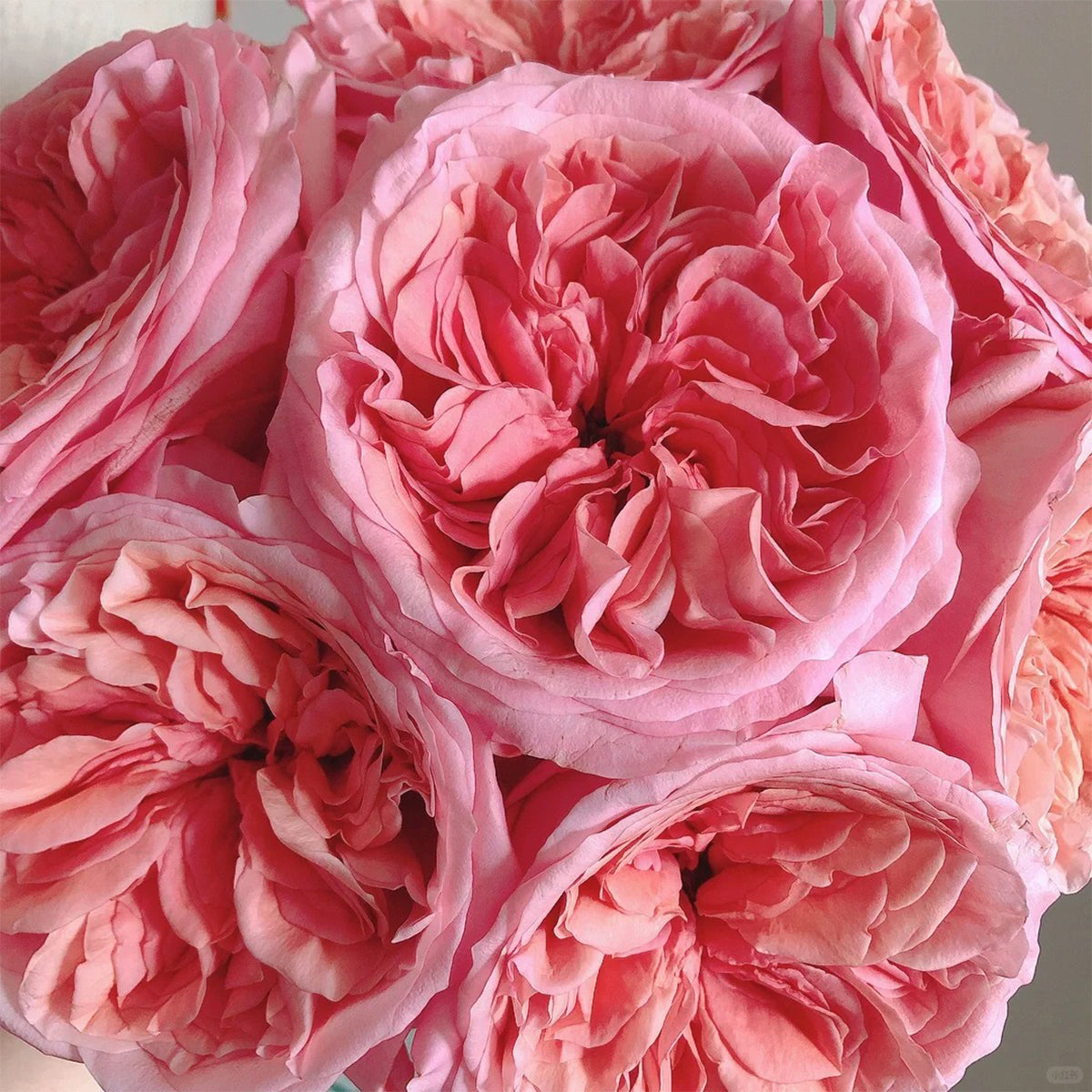 Pink X-pression Dutch Florist Shrub Rose – Highgarden Roses