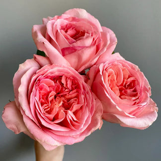 Pink X-pression Dutch Florist Shrub Rose – Highgarden Roses
