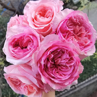 Pink X-pression Dutch Florist Shrub Rose – Highgarden Roses