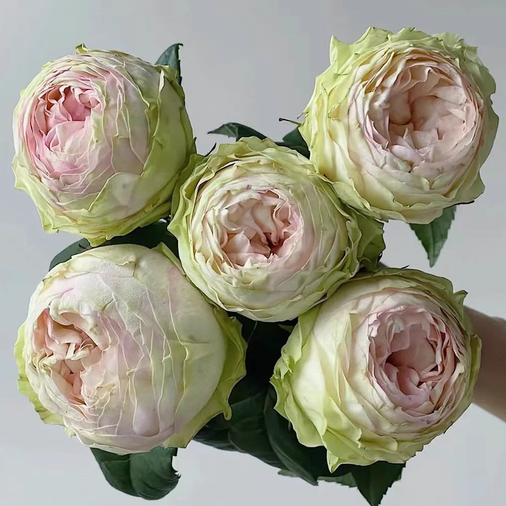 Pinky Pie German Florist Shrub Rose