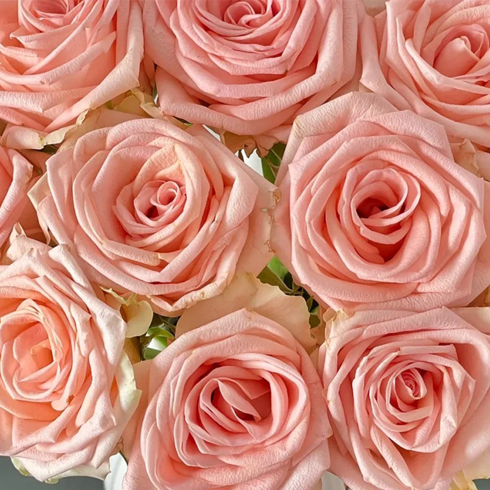 Plato Florist Shrub Rose