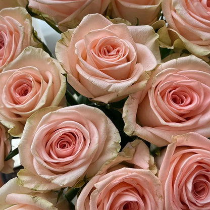 Plato Florist Shrub Rose