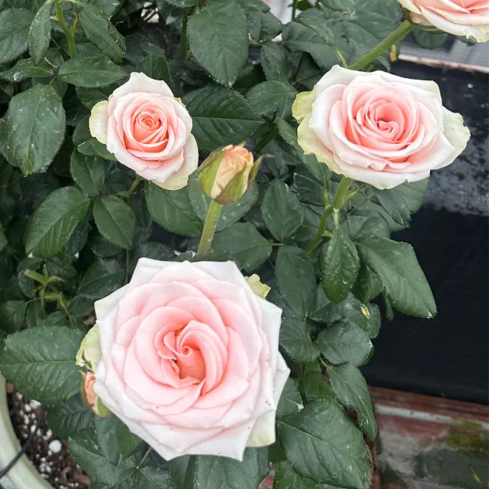 Plato Florist Shrub Rose