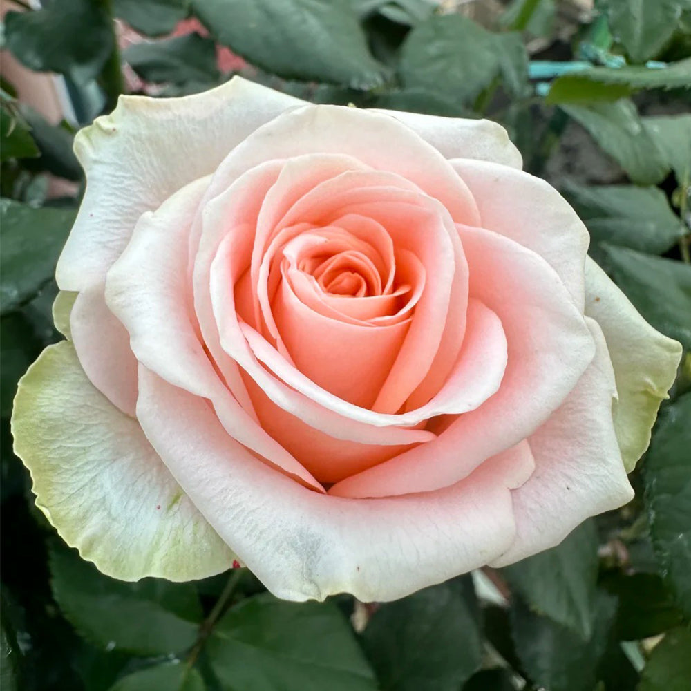 Plato Florist Shrub Rose