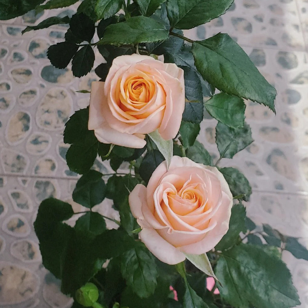 Plato Florist Shrub Rose