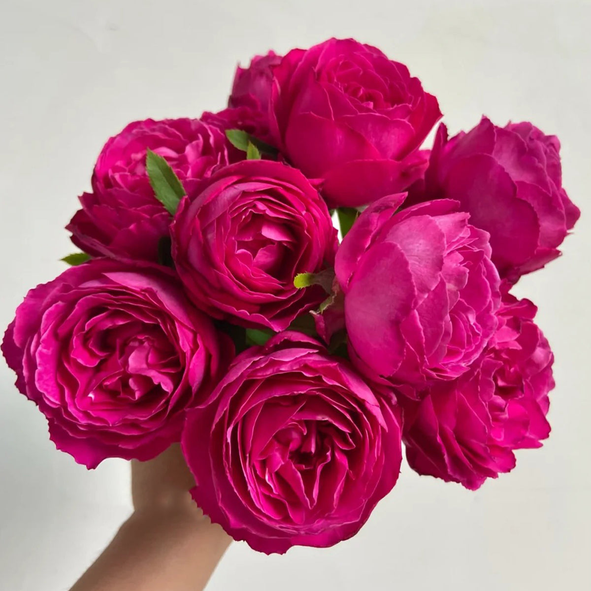 Plum Pudding Japanese Florist Shrub Rose