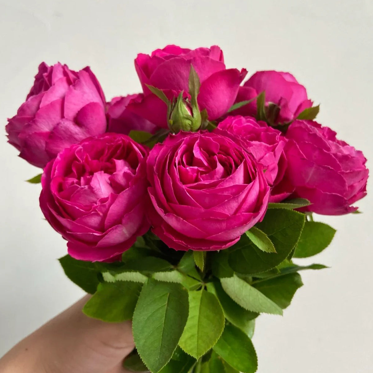 Plum Pudding Japanese Florist Shrub Rose