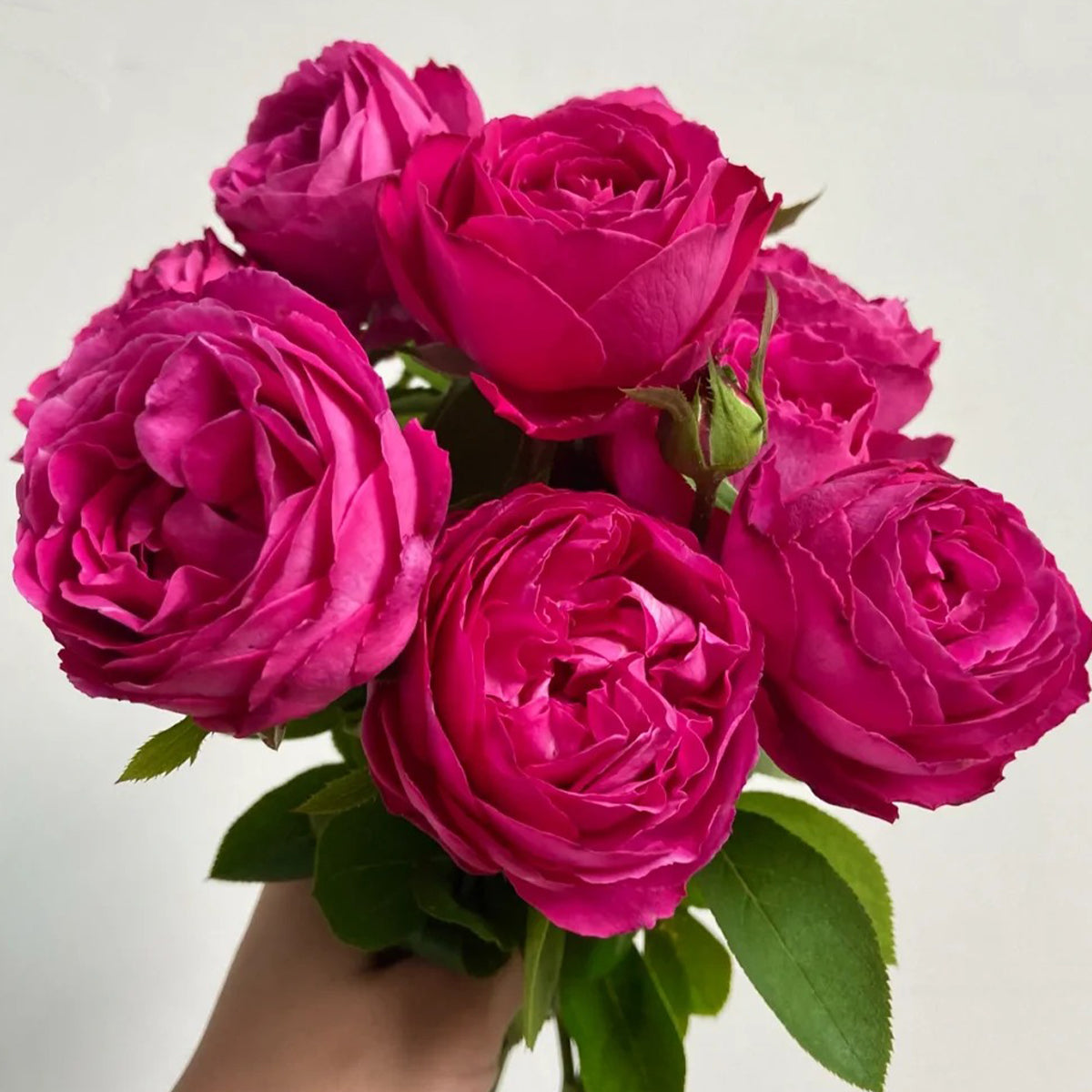 Plum Pudding Japanese Florist Shrub Rose