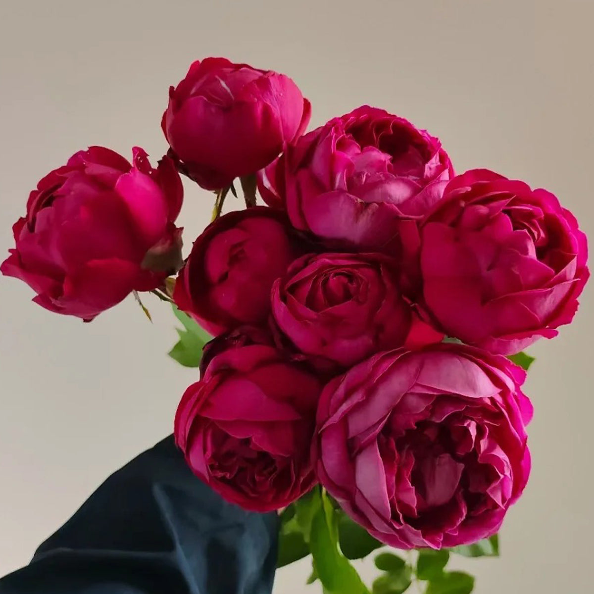 Plum Pudding Japanese Florist Shrub Rose