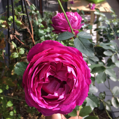 Plum Pudding Japanese Florist Shrub Rose