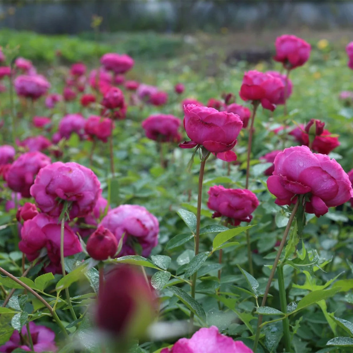 Plum Pudding Japanese Florist Shrub Rose