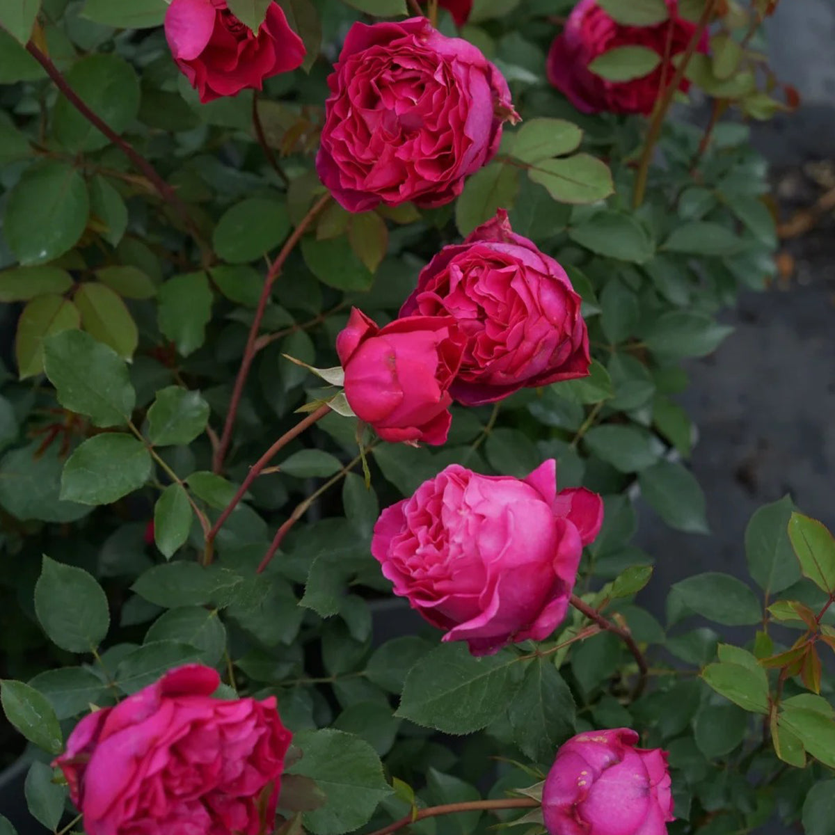 Plum Pudding Japanese Florist Shrub Rose