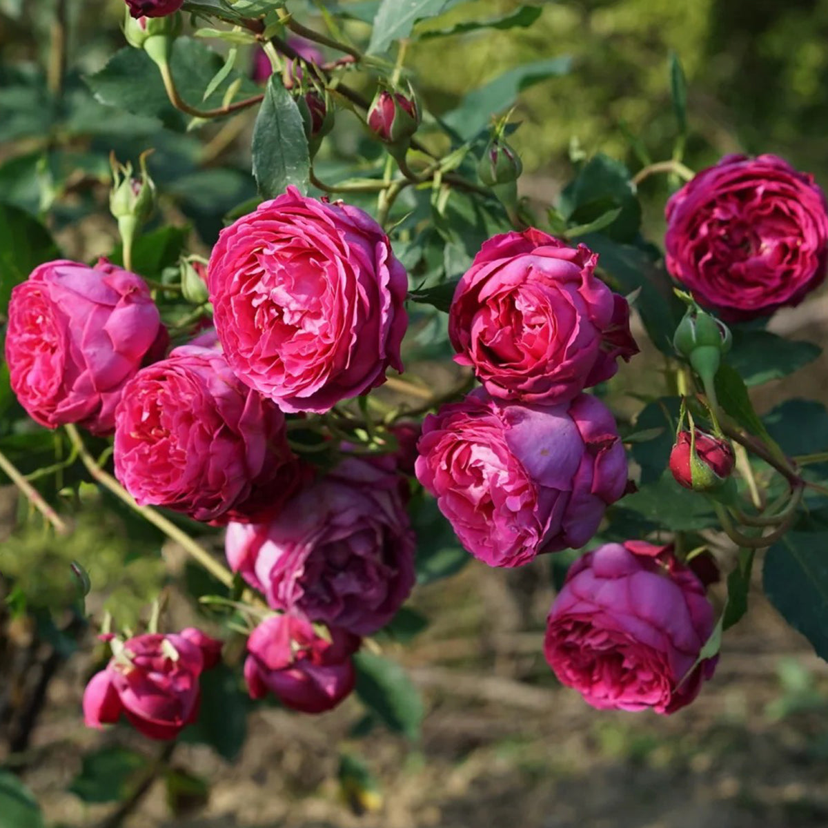 Plum Pudding Japanese Florist Shrub Rose