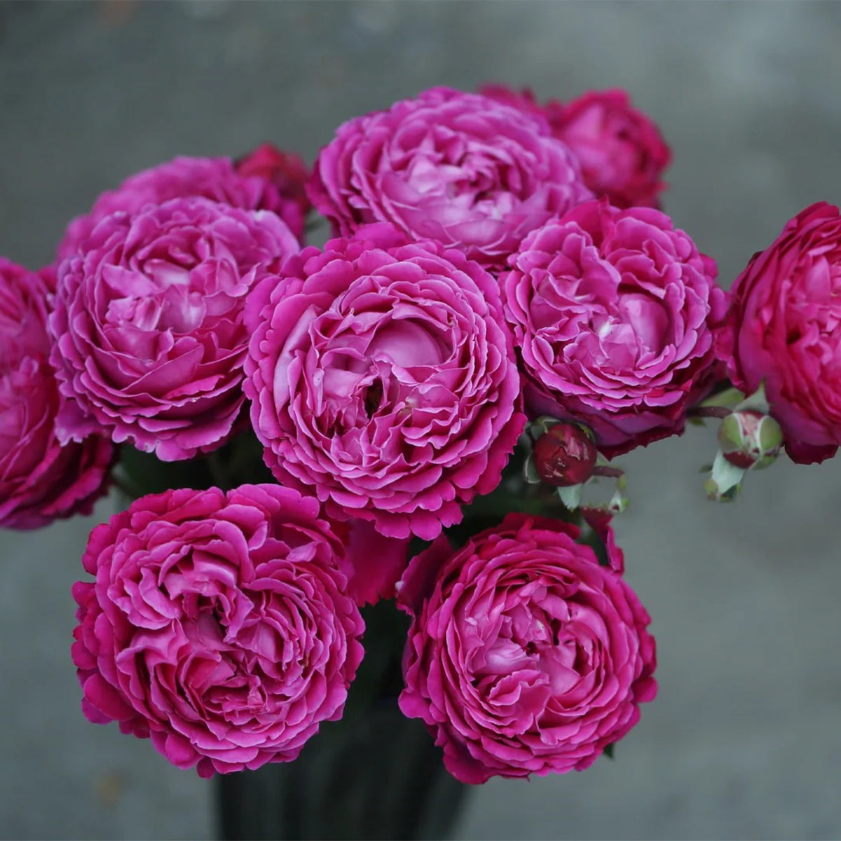 Plum Pudding Japanese Florist Shrub Rose