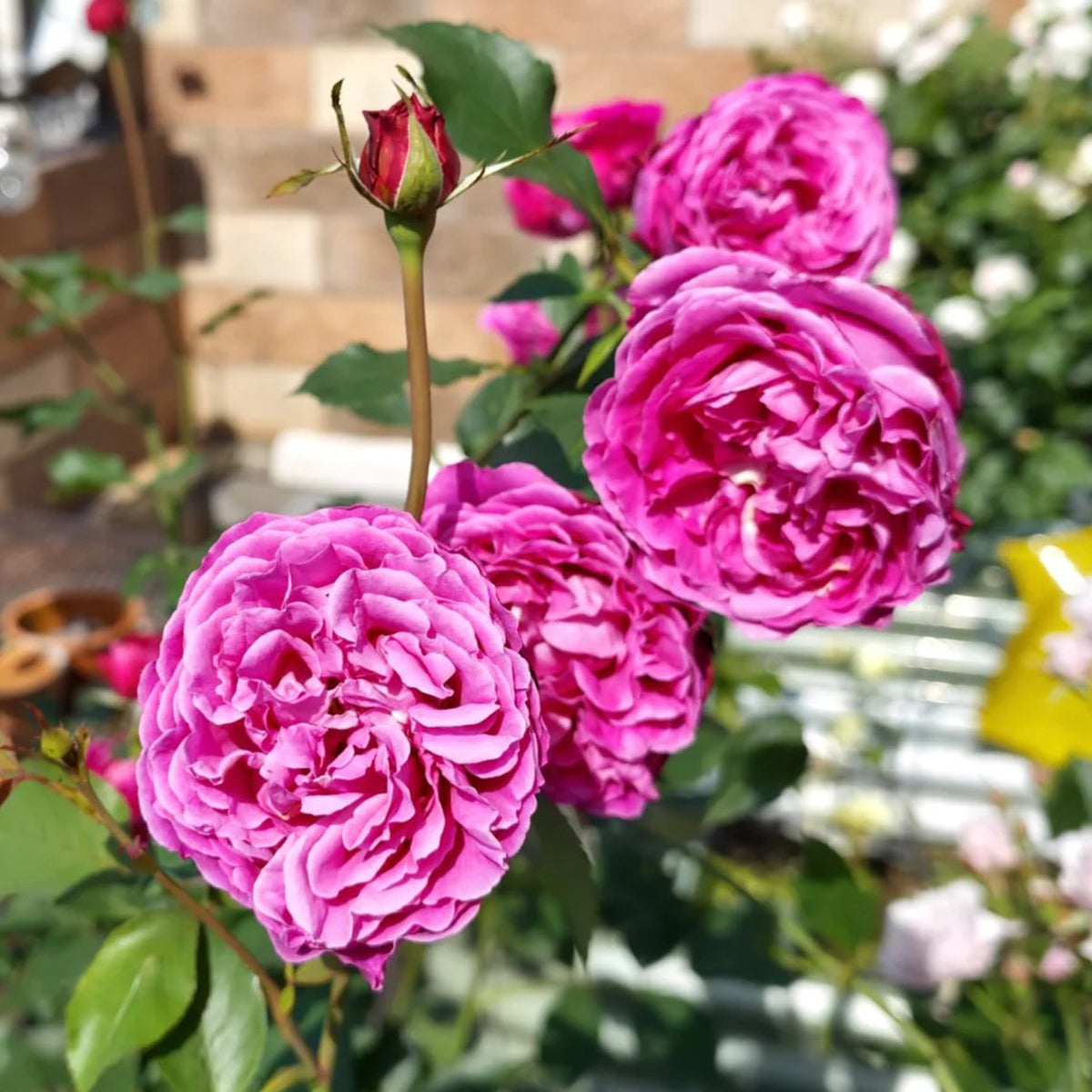 Plum Pudding Japanese Florist Shrub Rose