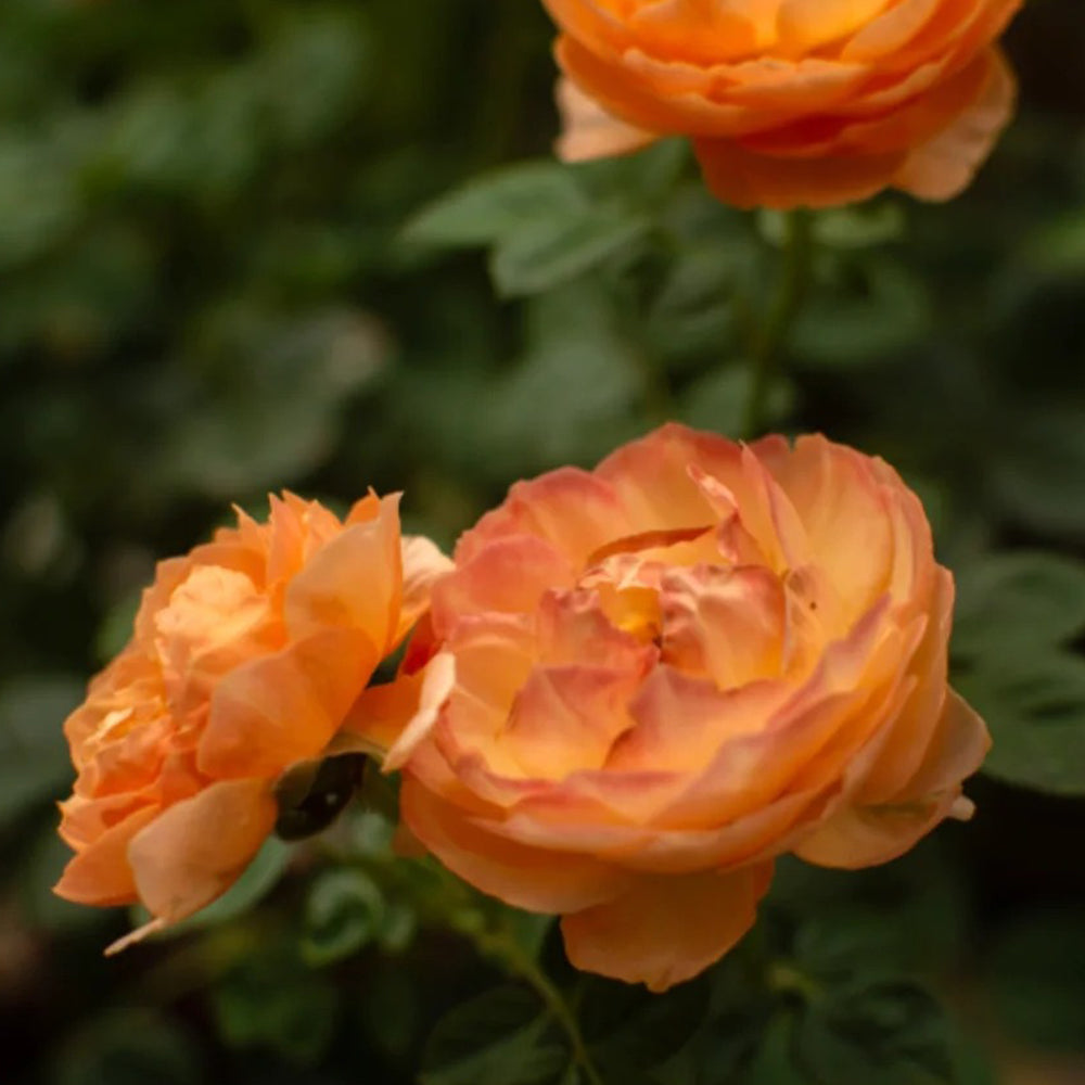 Plump Apricot Chinese Florist Shrub Rose