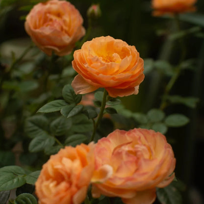 Plump Apricot Chinese Florist Shrub Rose