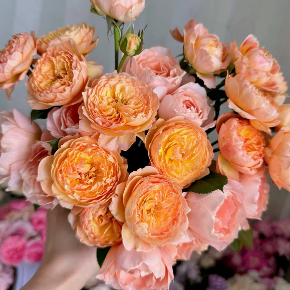 Plump Apricot Chinese Florist Shrub Rose