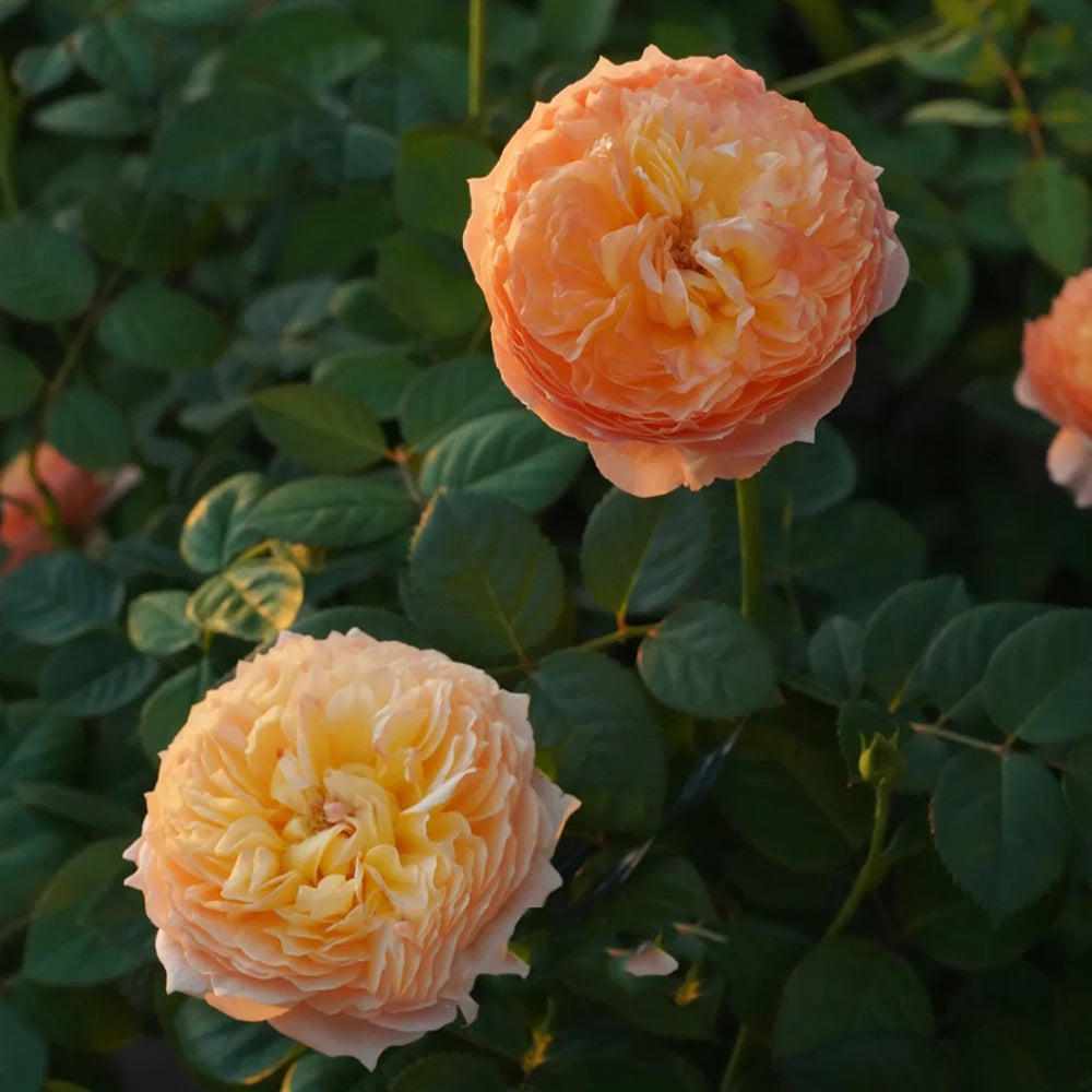 Plump Apricot Chinese Florist Shrub Rose