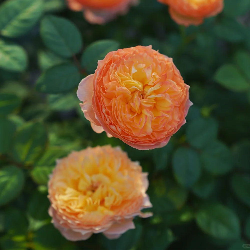 Plump Apricot Chinese Florist Shrub Rose