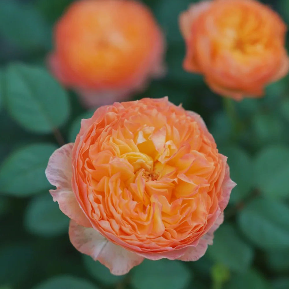 Plump Apricot Chinese Florist Shrub Rose