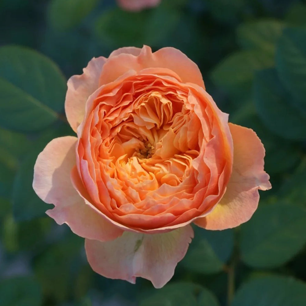 Plump Apricot Chinese Florist Shrub Rose