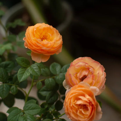 Plump Apricot Chinese Florist Shrub Rose