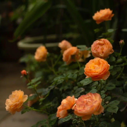 Plump Apricot Chinese Florist Shrub Rose