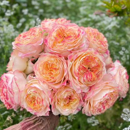 Poetica Dutch Florist Shrub Rose