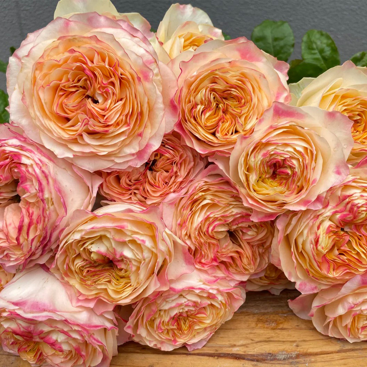 Poetica Dutch Florist Shrub Rose