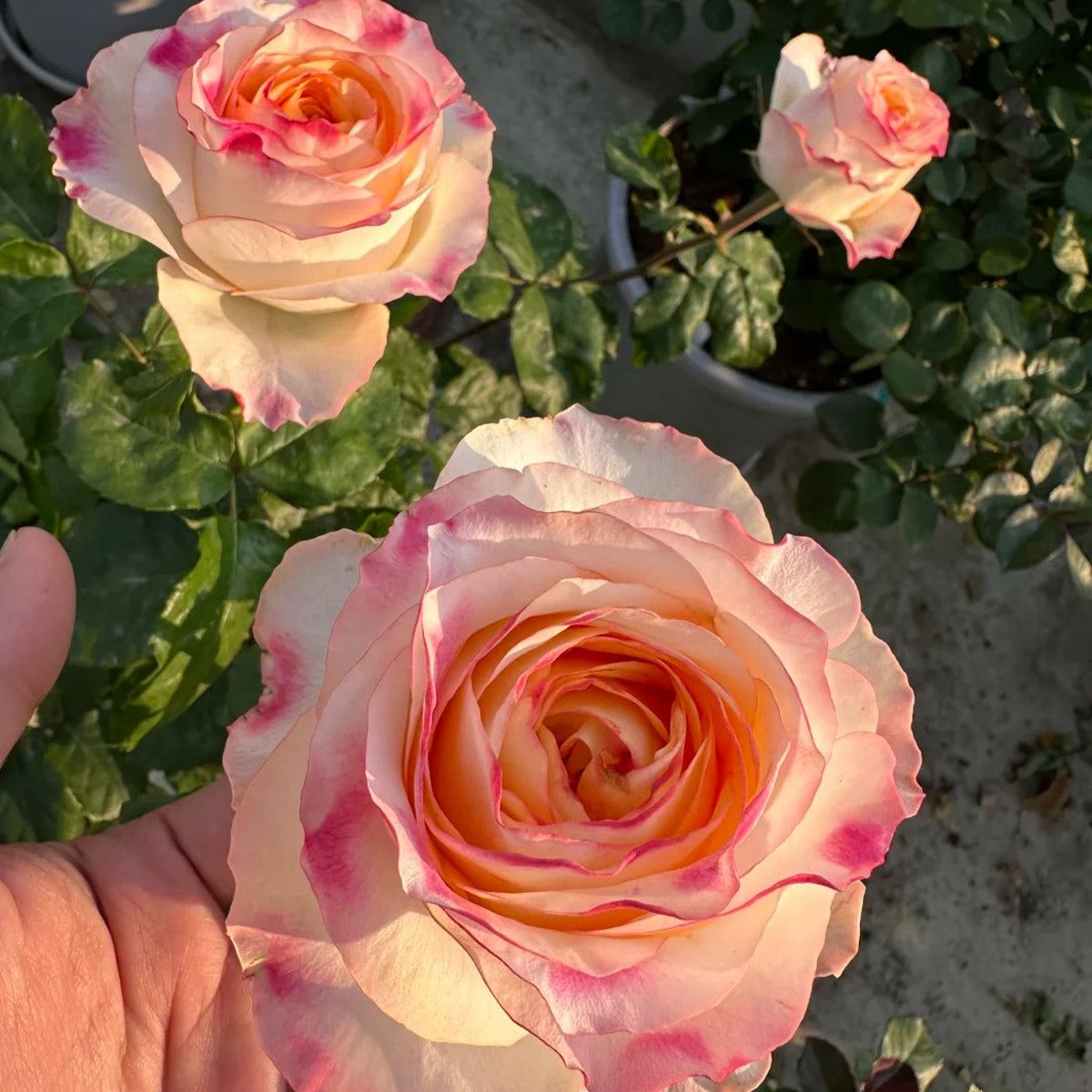 Poetica Dutch Florist Shrub Rose