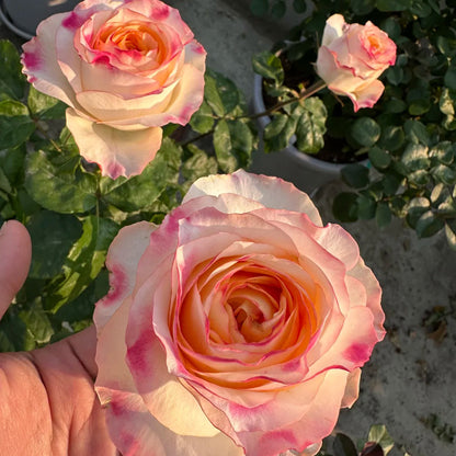 Poetica Dutch Florist Shrub Rose