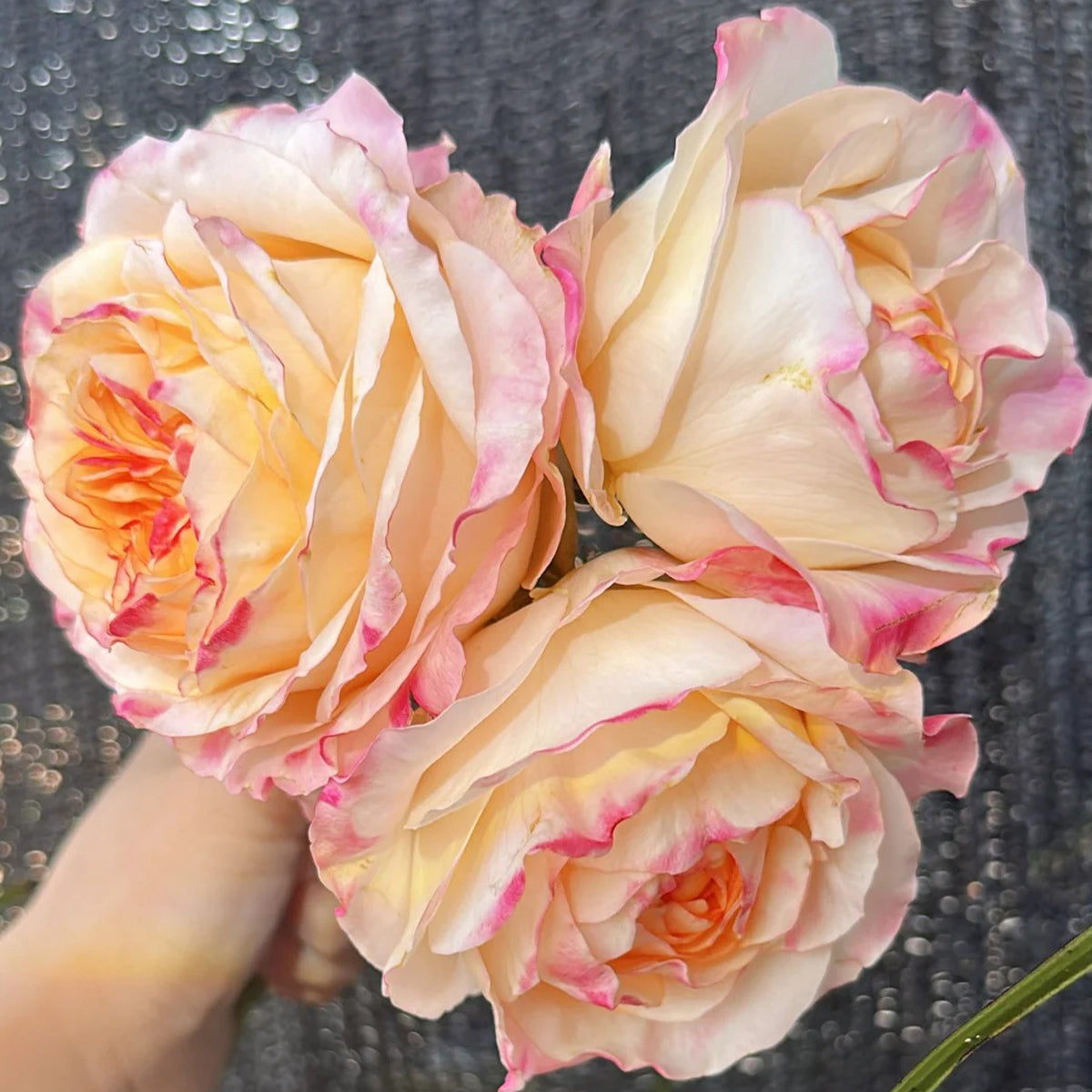 Poetica Dutch Florist Shrub Rose