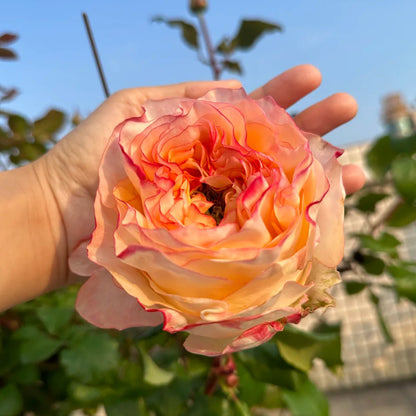 Poetica Dutch Florist Shrub Rose