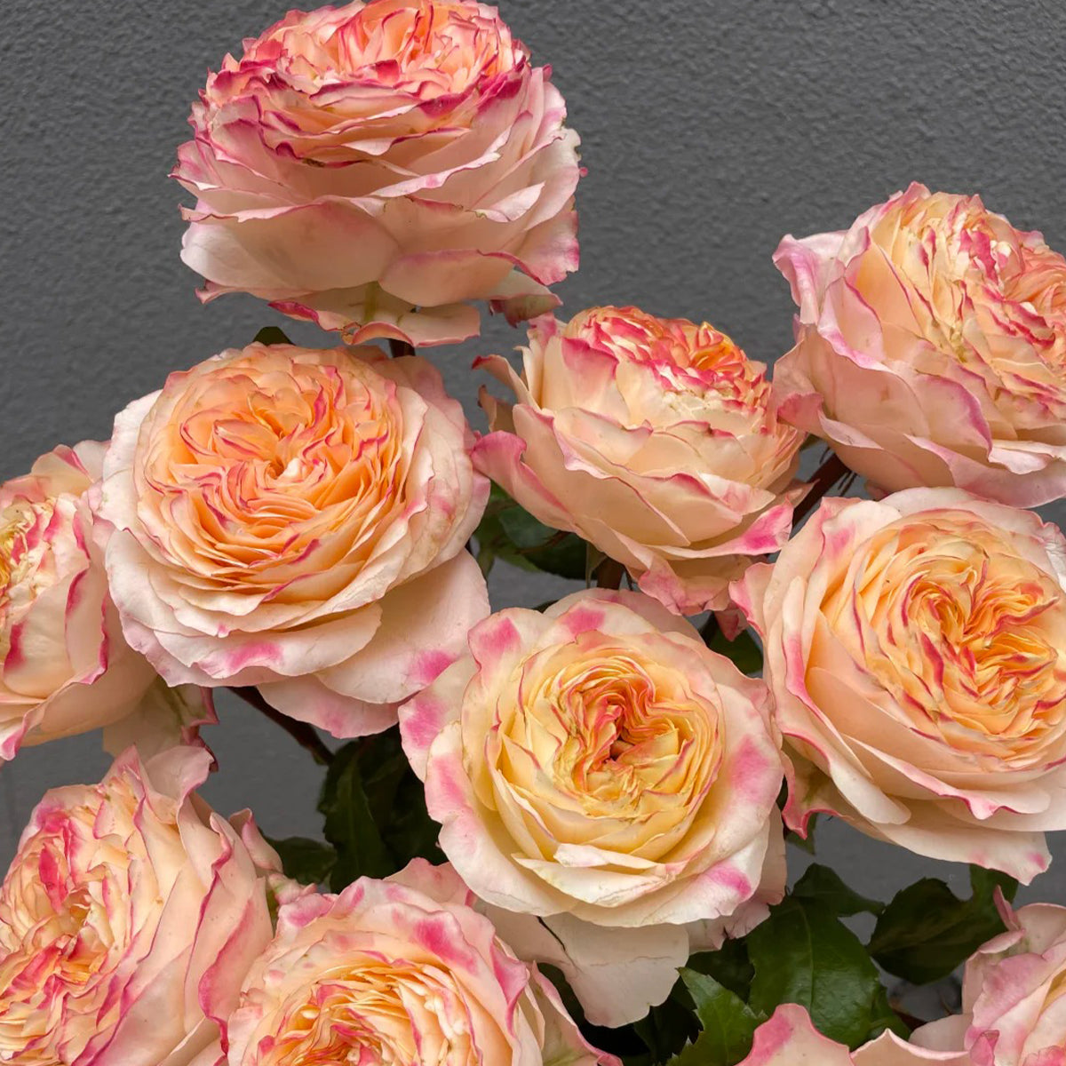 Poetica Dutch Florist Shrub Rose