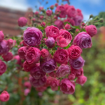 Pomponella German Garden Shrub Rose