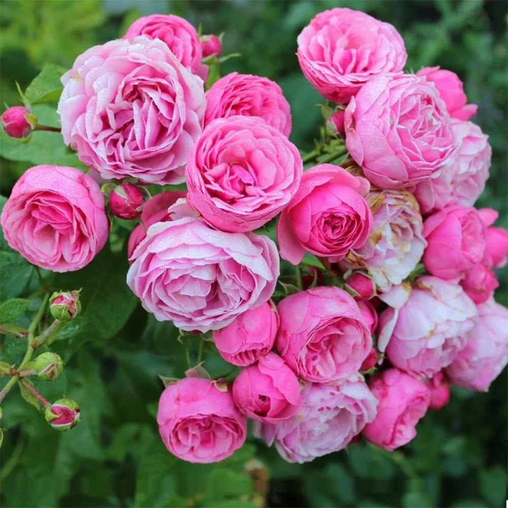 Pomponella German Garden Shrub Rose