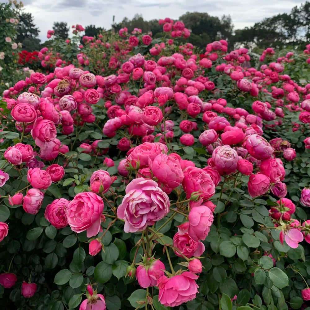 Pomponella German Garden Shrub Rose