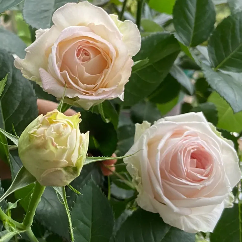 Porcelain Lace Netherlands Florist Shrub Rose For Sale