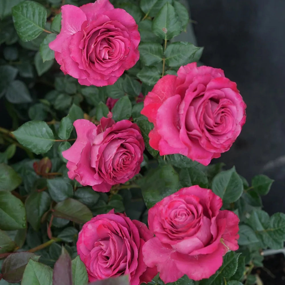 Precious Moments Netherlands Florist Shrub Rose