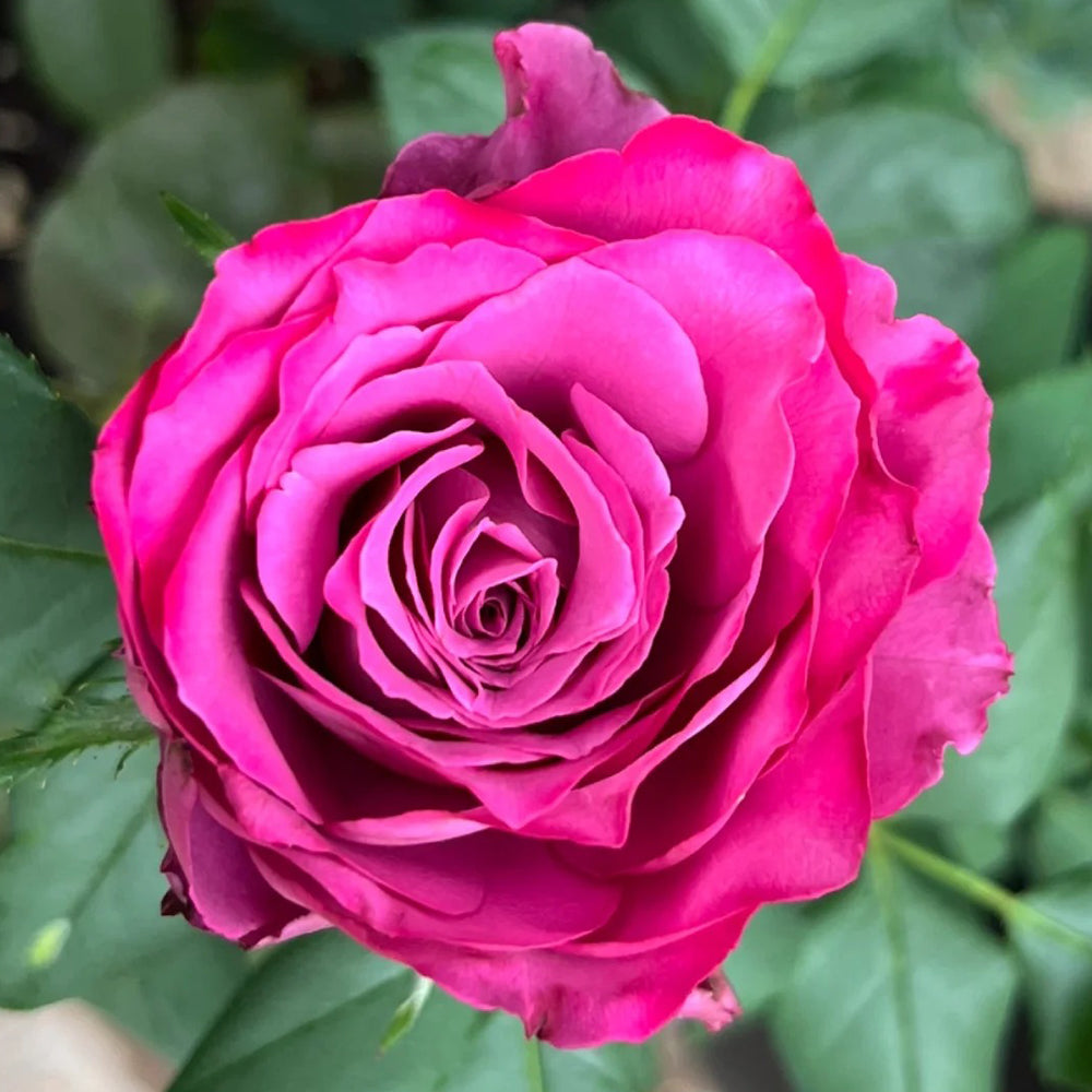 Netherlands Florist Shrub Rose Inspired by Precious Moments For