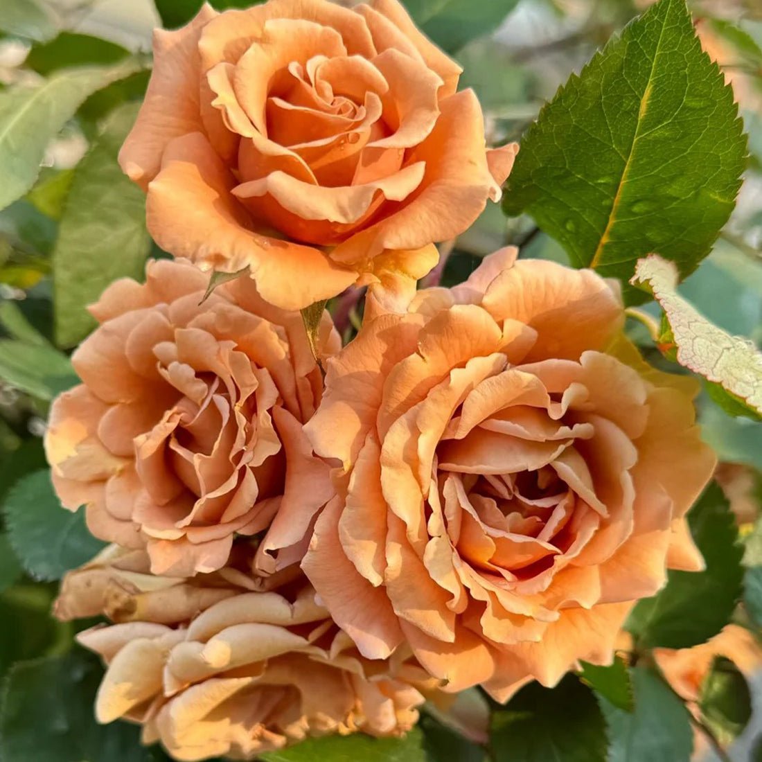 Pretty Dress Florist Shrub Rose
