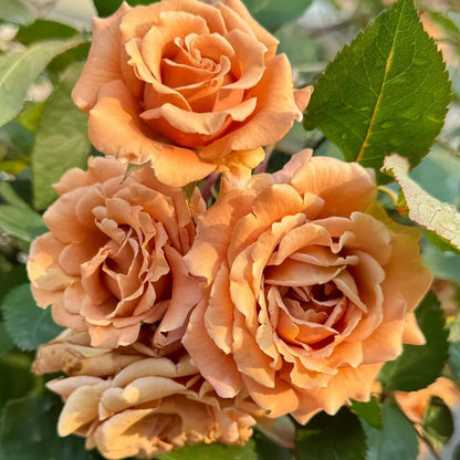 Pretty Dress Florist Shrub Rose
