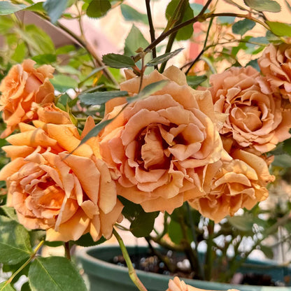 Pretty Dress Florist Shrub Rose