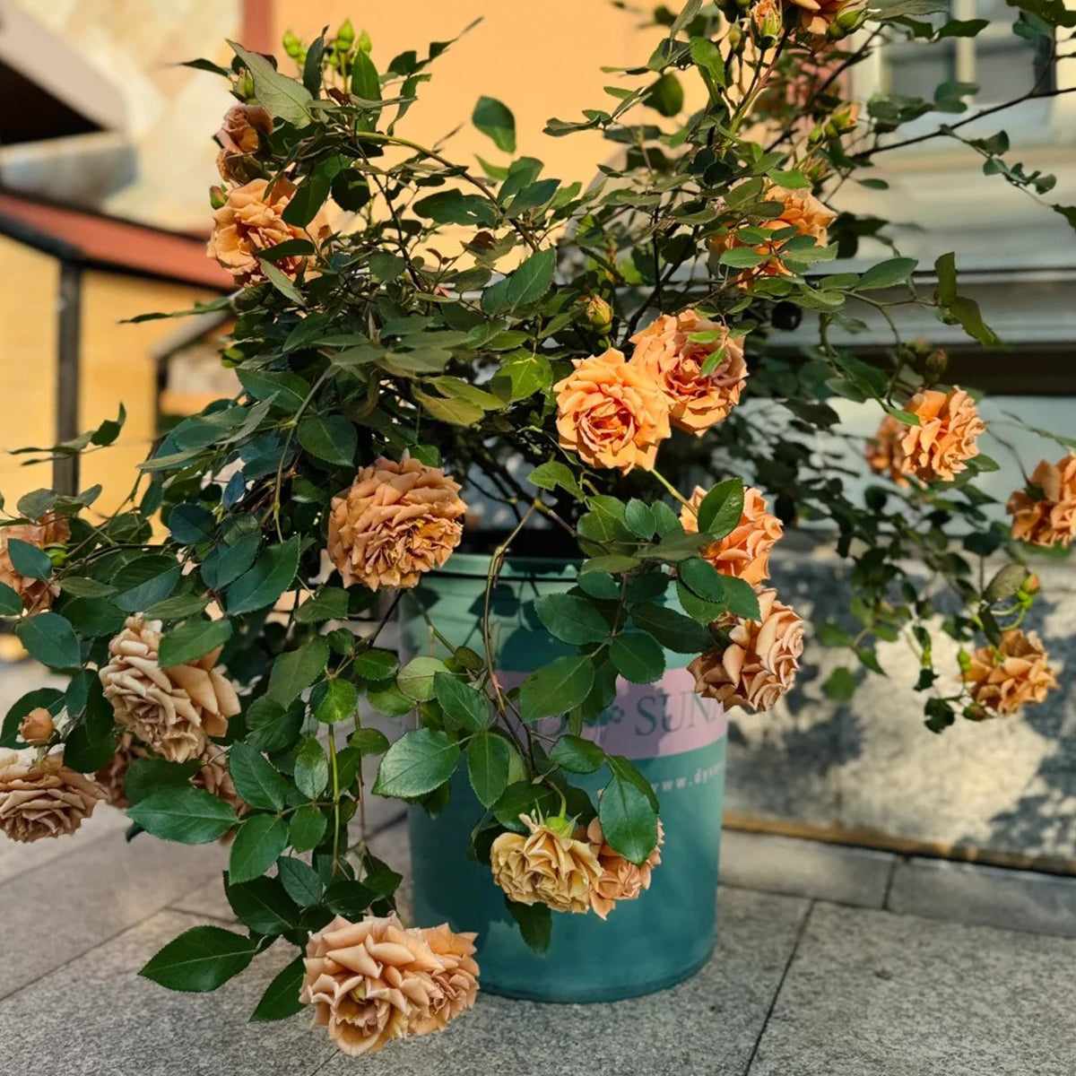 Pretty Dress Florist Shrub Rose