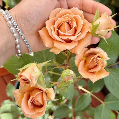 Pretty Dress Florist Shrub Rose