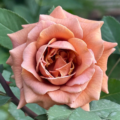 Pretty Dress Florist Shrub Rose