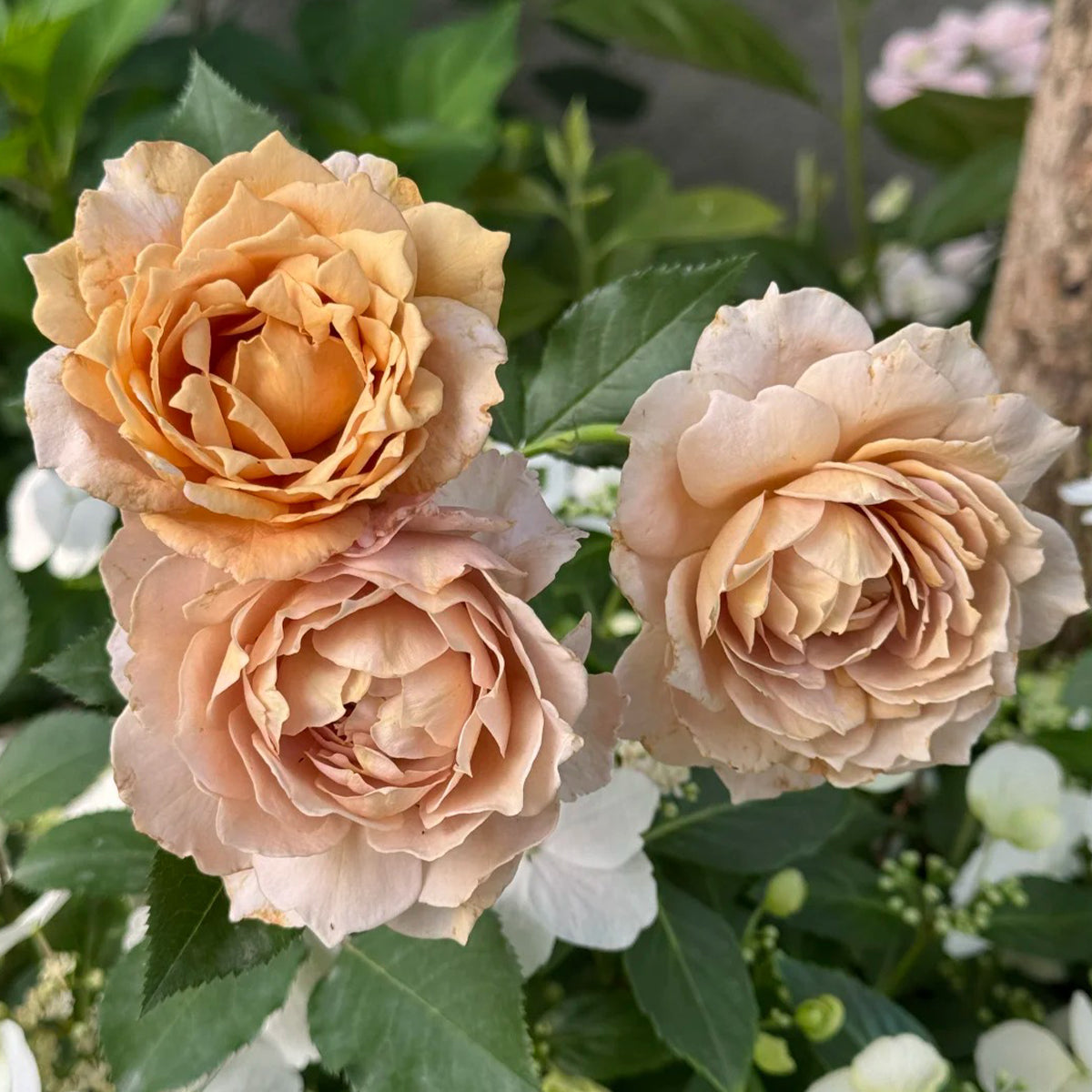 Pretty Dress Florist Shrub Rose